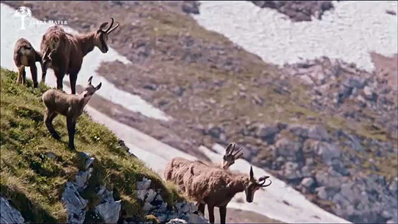 Aigle vs chamois by goldfinger