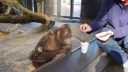 Un singe réagit à un tour de magie