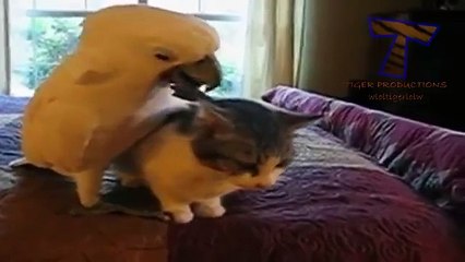 Funny cats annoying dogs - Cute animal compilation
