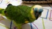 Испанский веселый говорящий попугай