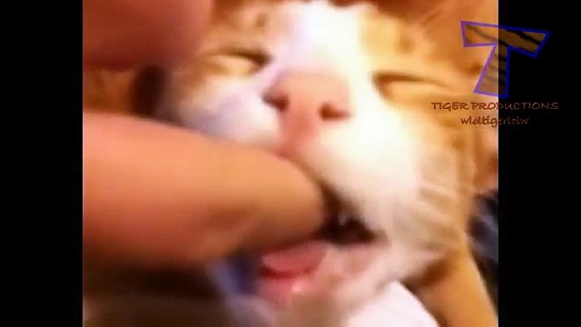 Cats and dogs acting like humans - Cute animal compilation