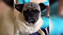 *NEW* Funny Pug Vines Compilation NOVEMBRE 2015