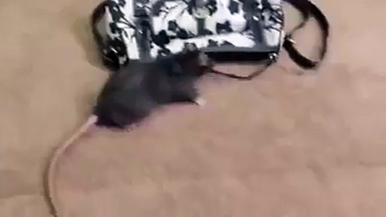 Professional thief!