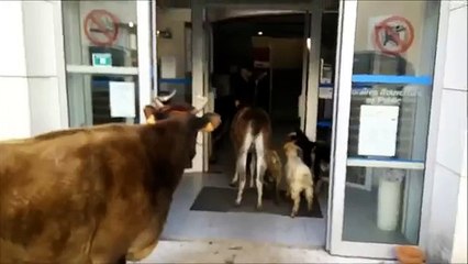 Un éleveur paye ses impôts avec ses animaux