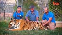 Tiger Splash: Keepers Swim And Play With Fully Grown Big Cats , waw