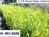 Suggested as the best Fast  Growing Evergreen Screening Trees
