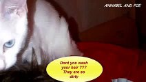 お父さんを洗うキュートな猫アナベル - おもしろネコビデオ - おもしろ子猫ビデオ 2016
