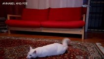 おもしろ猫ポエはペッパーと遊ぶのがお好き - おもしろネコビデオ - おもしろ子猫ビデオ 2016
