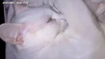キュートな猫アナベルのおはようのキス - おもしろネコビデオ - おもしろ子猫ビデオ 2016