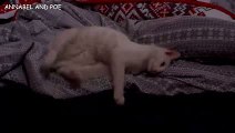 クラッカーを欲しがるキュートな猫ポエ - おもしろネコビデオ - おもしろ子猫ビデオ 2016