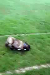 This Dog Knows How To Have Fun 2016