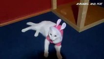 にんじん嫌いのうさぎ- おもしろ猫アナベル - おもしろネコビデオ - おもしろ子猫ビデオ 2016