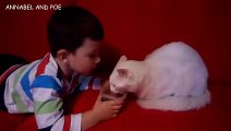いとこと遊ぶキュートな猫ポエ - おもしろネコビデオ - おもしろ子猫ビデオ 2016
