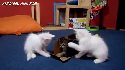 FCAP Videos 11 - Cute Kittens Love to Play with Box 2016