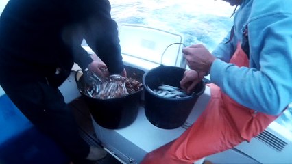 Silure Club Rhodanien : Journée pêche au thon Vidéo 2