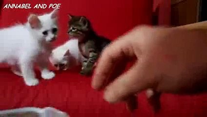 FCAP Videos 36 - Cute Kittens are at Breakfast 2016