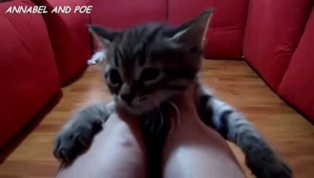 FCAP Videos 15 - Cute Kittens are Playing with Ping Pong Balls 2016