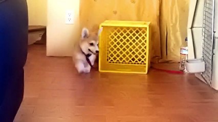 Corgi Puppy Chases His Own Leash Emoticon heart