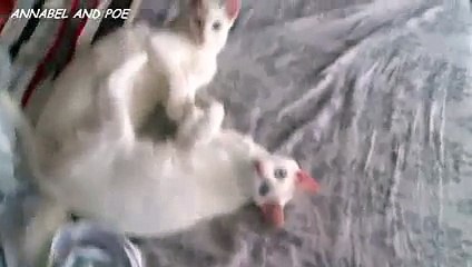 テープに絡まるキュートな猫アナベルとポエ - おもしろネコビデオ - おもしろ子猫ビデオ 2016