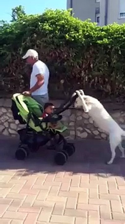 perro niñero