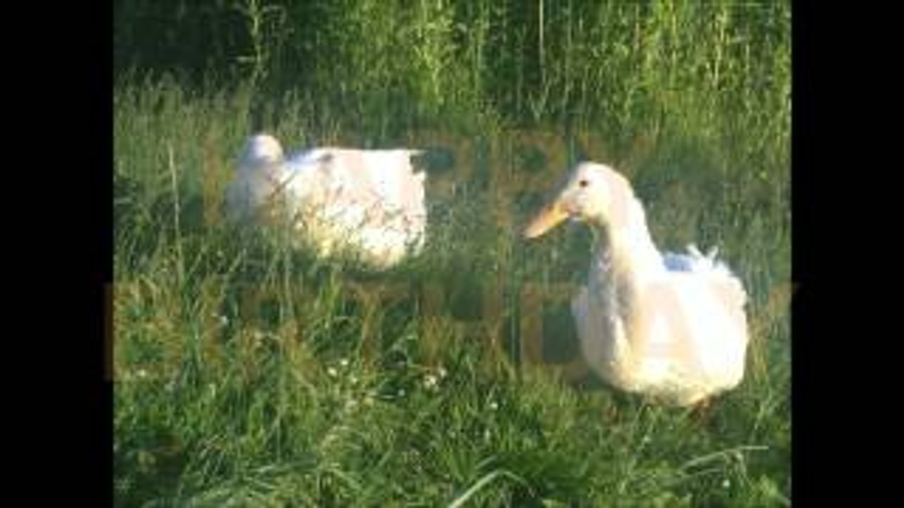 Happy Birthday Congratulations by Donald Duck & Daisy Duck