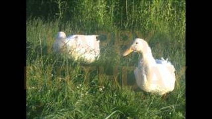 Happy Birthday Congratulations by Donald Duck & Daisy Duck