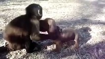 Baby monkey puppy friendship ! Because love doesnt have a race