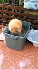 Self washing dog