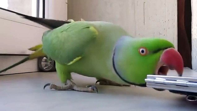 Красавчик попугай любуется собой