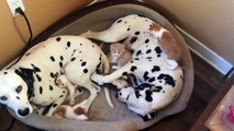 Des dalmatiens adoptent cinq chatons