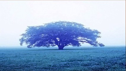 【睡眠用BGM】雨音１時間/Raining/Nature sounds/Sleep music