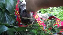 Pit Bull gets rescued - MUTED BY YOUTUBE - Alternative link below!!!