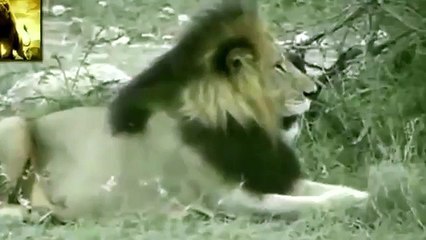 Lion vs Rhino Real Fight