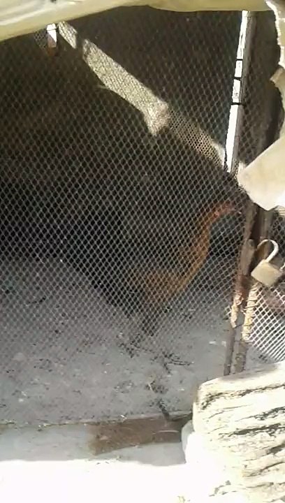 hens on the rounf in the net cage