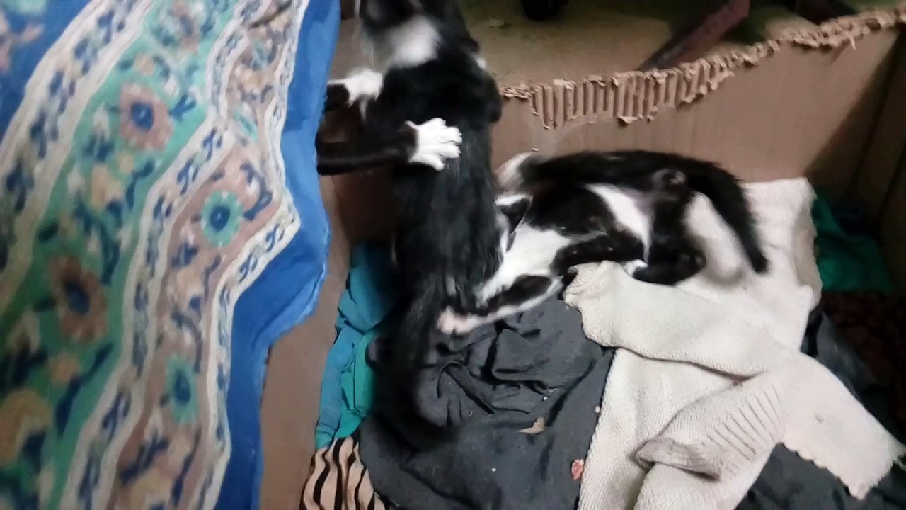 Kittens Royal Rumble
