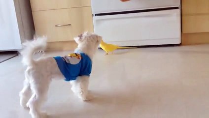 Милый попугайчик со своей собачкой