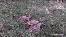 RED DEER STAG RUTTING SEASON IN HUNGARY