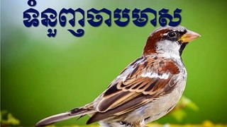 Sin Sisamuth - Tomnuonh Chab Meas - Sin Sisamuth Song
