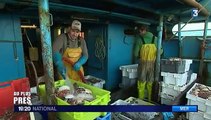 Noël : À la rencontre des pêcheurs de coquilles Saint-Jacques
