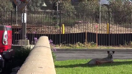 Stray dog rescue - step by step.
