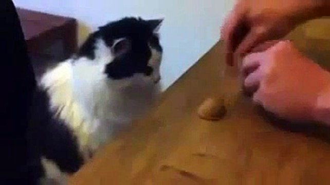 ♥ El Gato Mas Tierno Del Mundo ♥ Los Mejores videos de gatos ★ Humor Gatos Chistosos