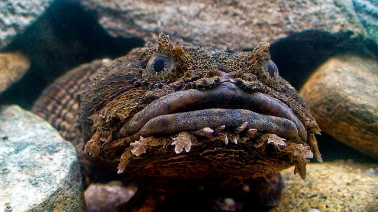 Unexplained Creature from the Deep sea