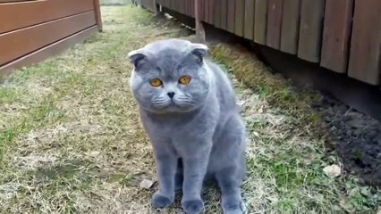 Кот отчитывает хозяйку ))