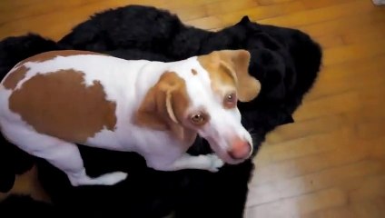 Une incroyable histoire d'amour entre un gorille et un chien