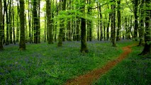 Relax-Mozart in a peaceful bluebell wood-Tranquil music-Calming beautiful sounds of nature