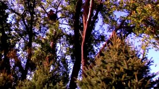 American Bald Eagle Attacks And Catches Prey [Wildlife Documentary]