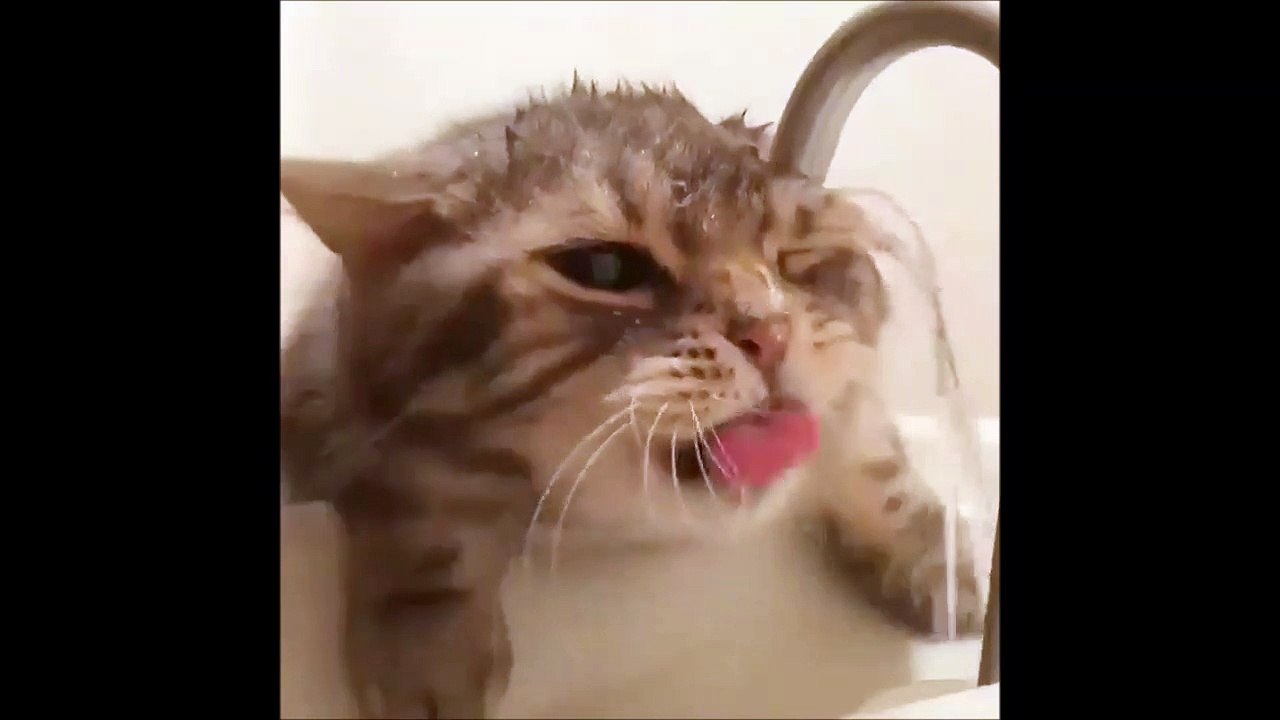 Un chat idiot essaie de boire au robinet
