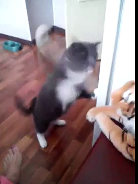 Un chat se sert d'une peluche comme punching ball