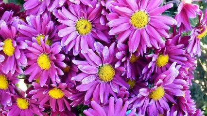 Привітання з іменинами