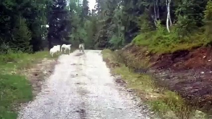 Kurtlara Kafa Tutan Koyun!